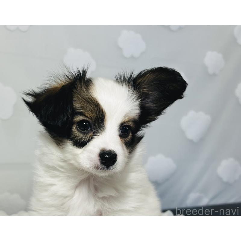 販売中の埼玉県のパピヨン-429635の5枚目