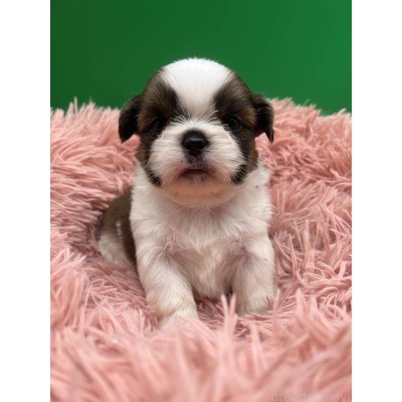 販売中の静岡県のシーズー-436209の5枚目