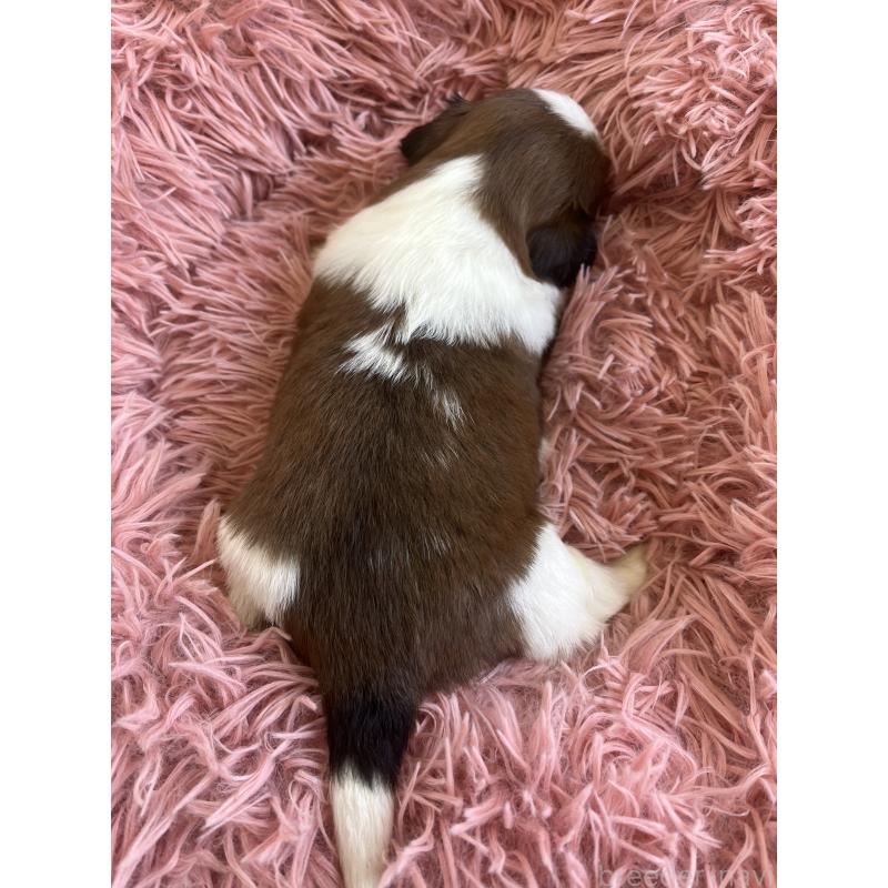 販売中の静岡県のシーズー-436209の4枚目