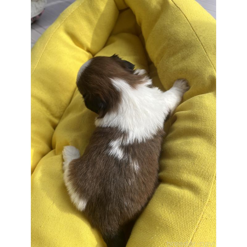 販売中の静岡県のシーズー-436209の3枚目