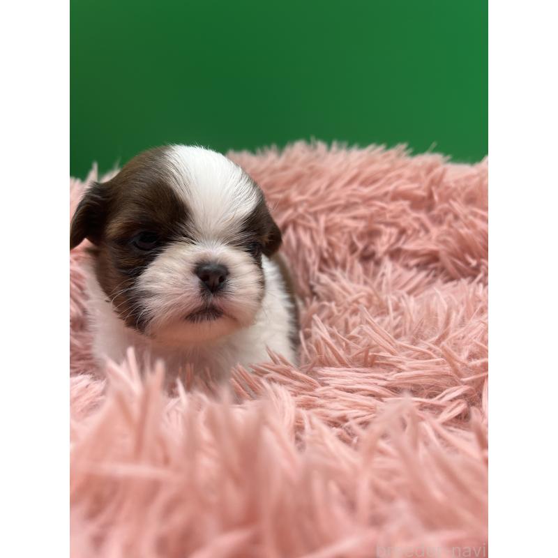 販売中の静岡県のシーズー-436209の2枚目