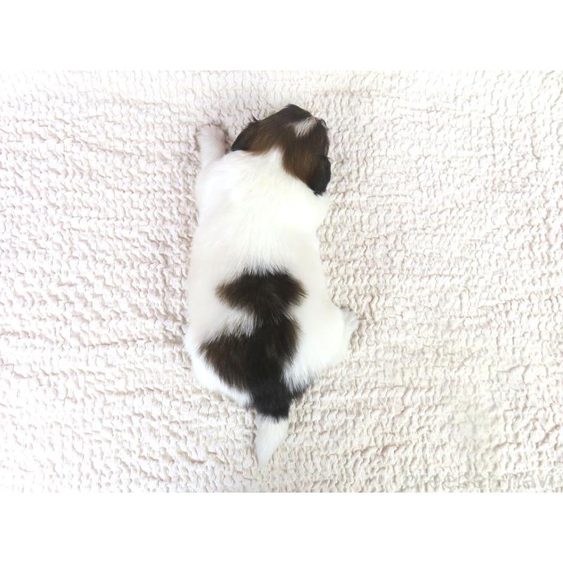 販売中の千葉県のパピヨン-436211の5枚目