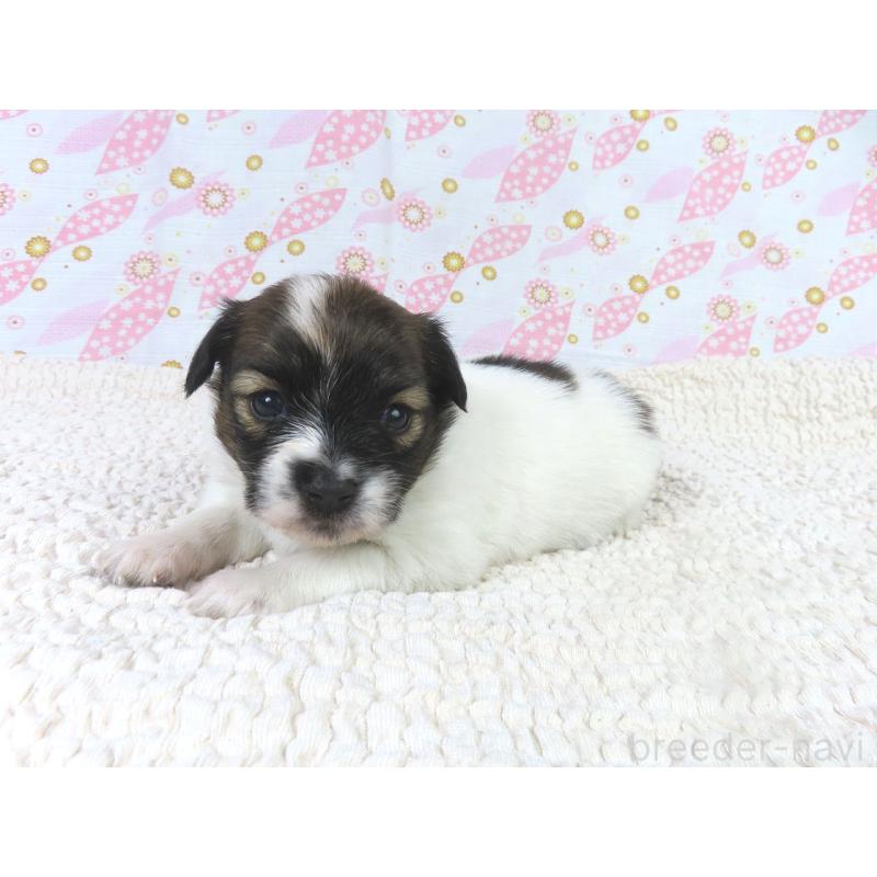 販売中の千葉県のパピヨン-436211の3枚目