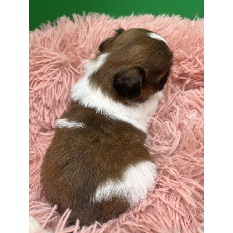 販売中の静岡県のシーズー-436212の4枚目