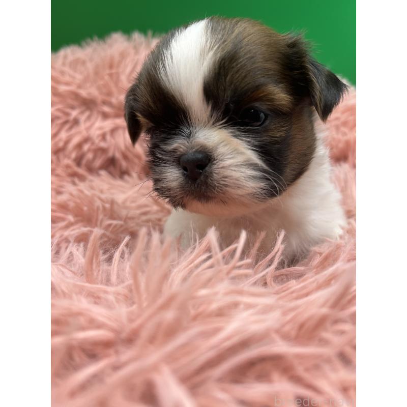 販売中の静岡県のシーズー-436212の3枚目