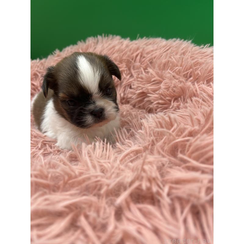 販売中の静岡県のシーズー-436212の2枚目