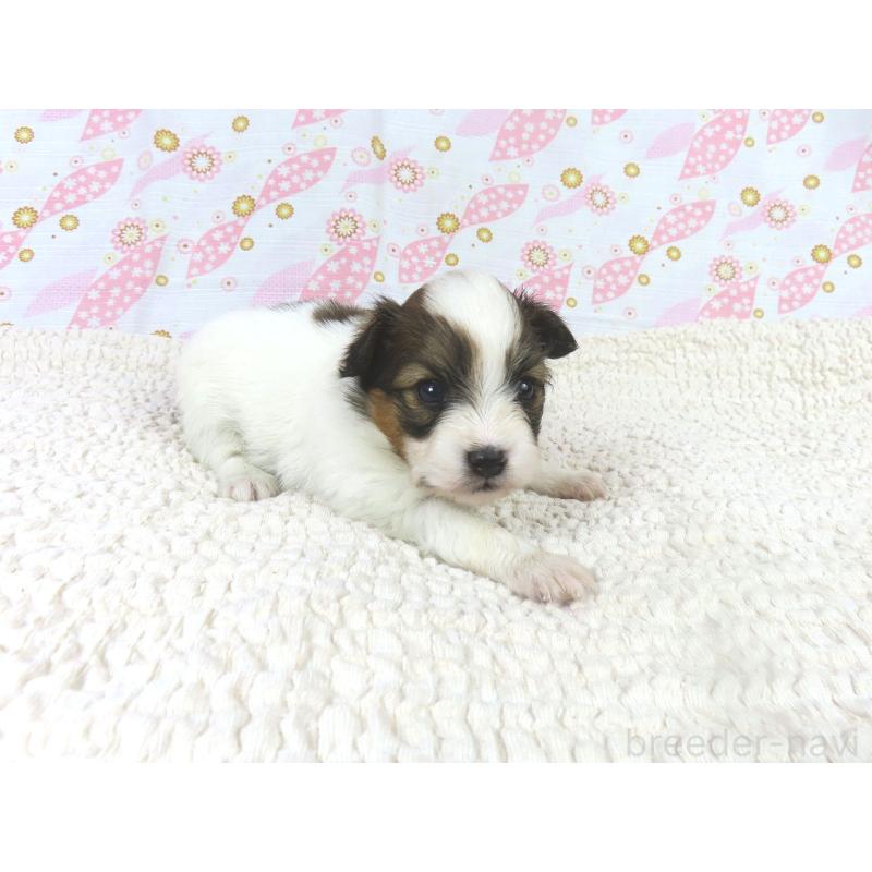 販売中の千葉県のパピヨン-436213の4枚目