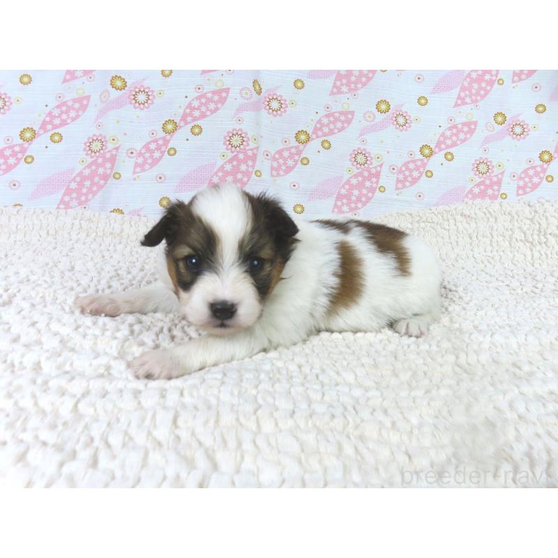 販売中の千葉県のパピヨン-436213の3枚目