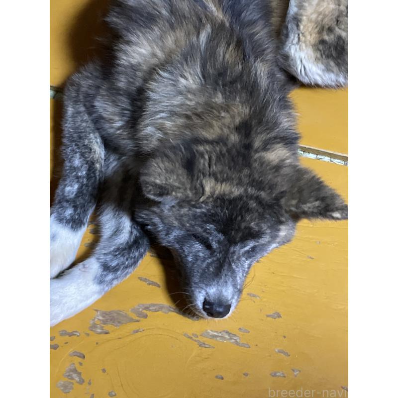 販売中の岩手県の秋田犬-403754