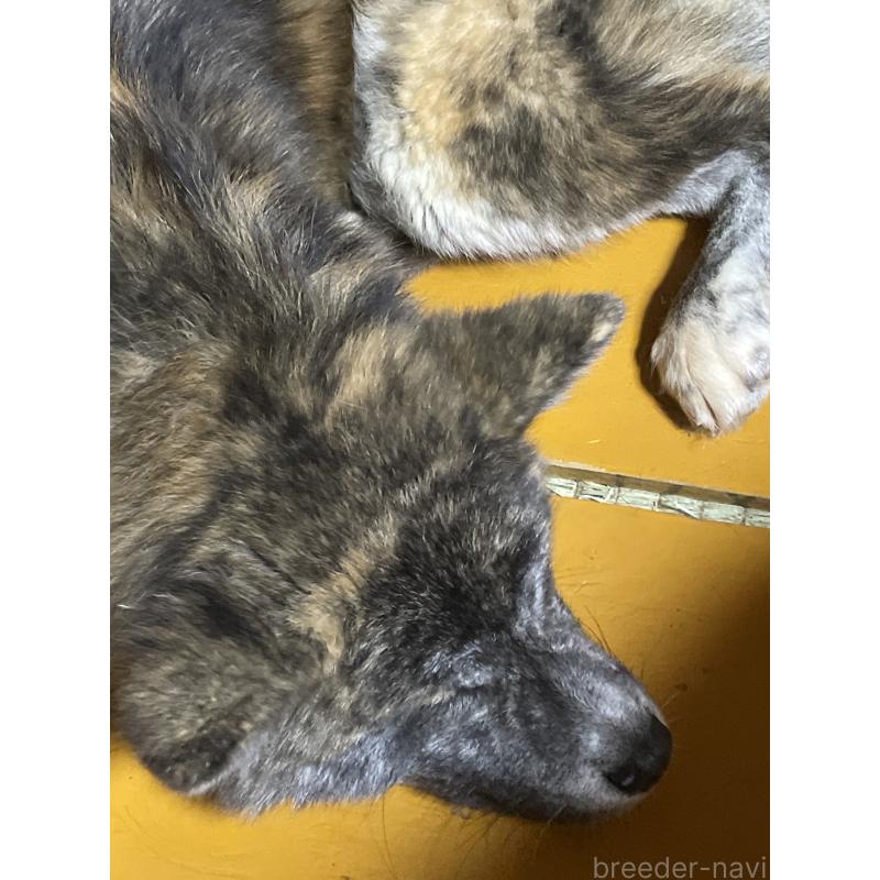 販売中の岩手県の秋田犬-403754の2枚目