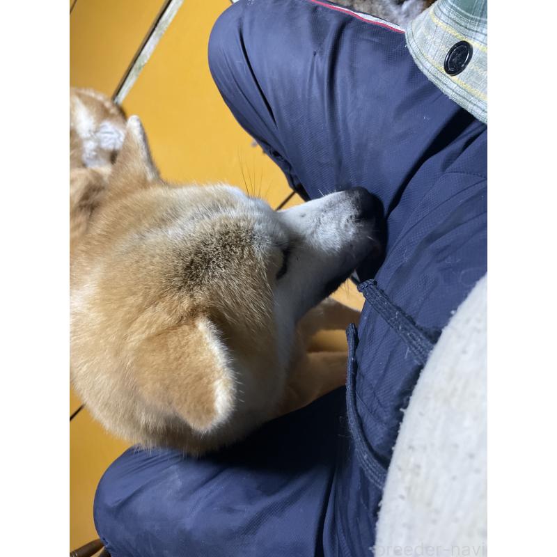 販売中の岩手県の秋田犬-403734