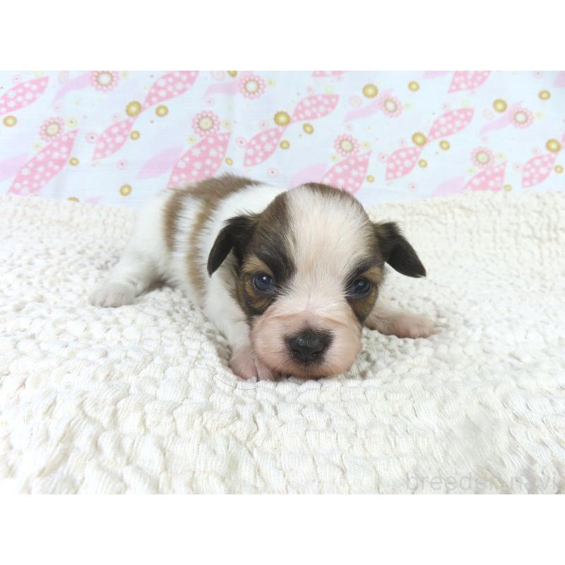 販売中の千葉県のパピヨン-436214の3枚目