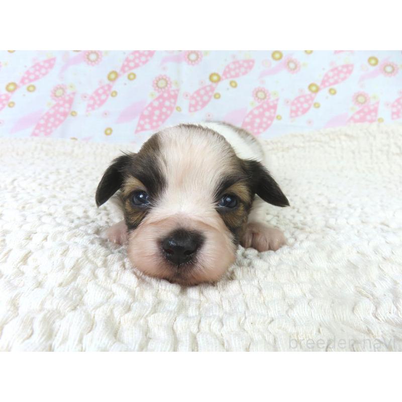 販売中の千葉県のパピヨン-436214の2枚目