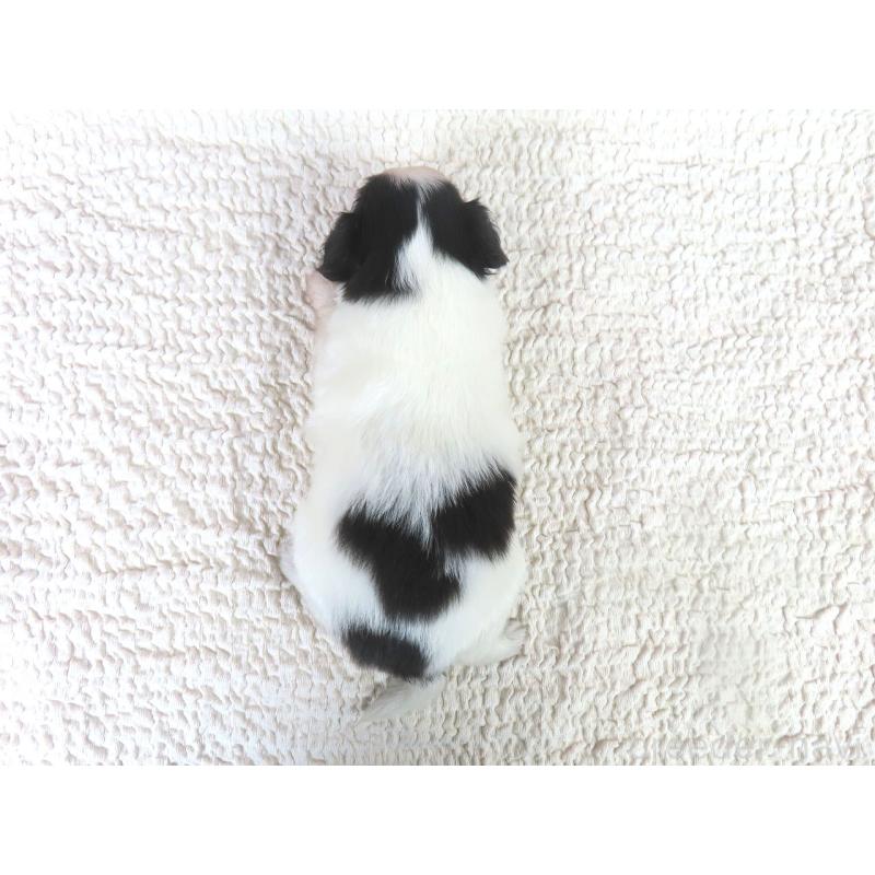 販売中の千葉県のパピヨン-436215の5枚目