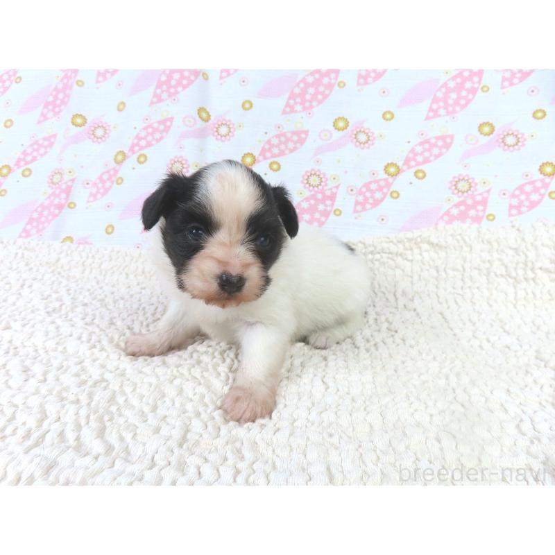 販売中の千葉県のパピヨン-436215の4枚目