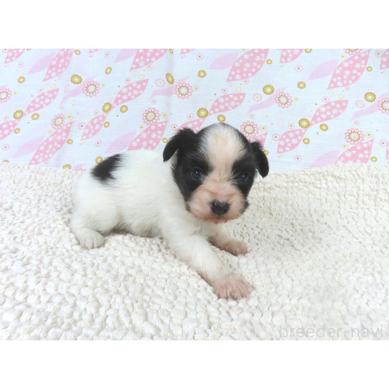 販売中の千葉県のパピヨン-436215の3枚目