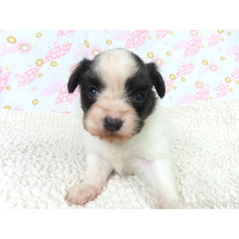 販売中の千葉県のパピヨン-436215の2枚目