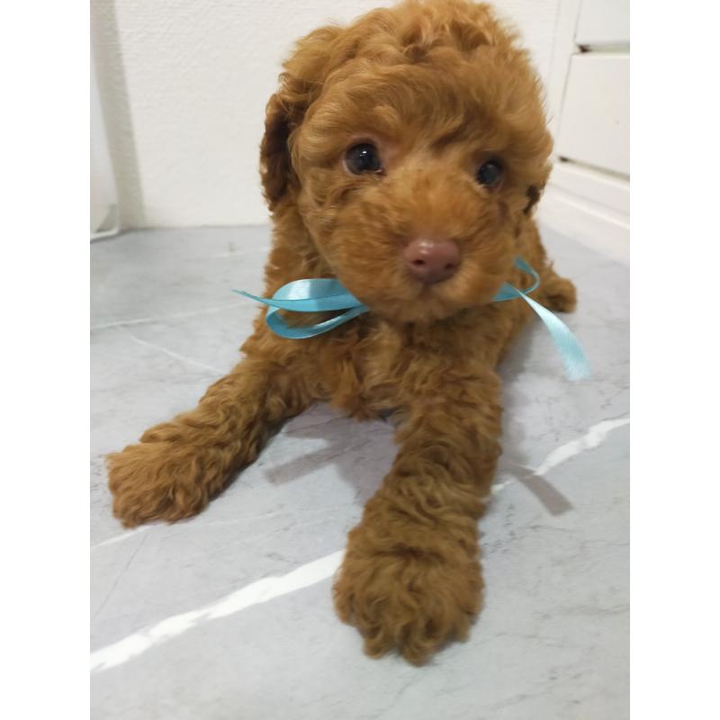 販売中の宮崎県のティーカッププードル-436216の2枚目