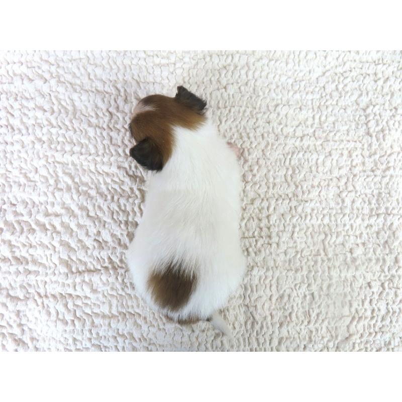 販売中の千葉県のパピヨン-436217の5枚目