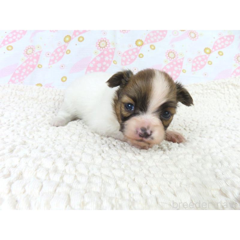 販売中の千葉県のパピヨン-436217の4枚目