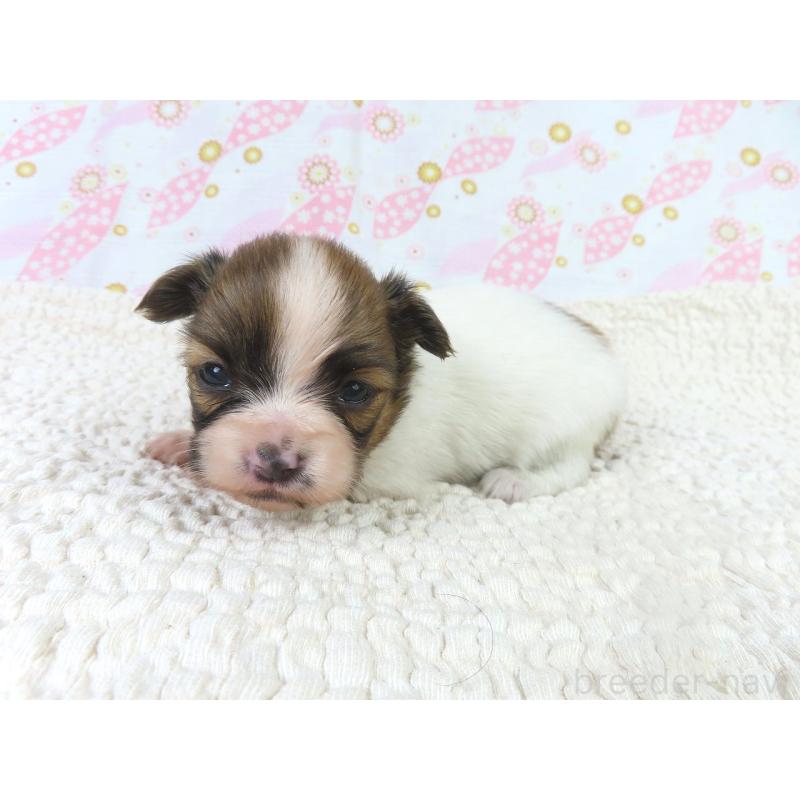 販売中の千葉県のパピヨン-436217の3枚目