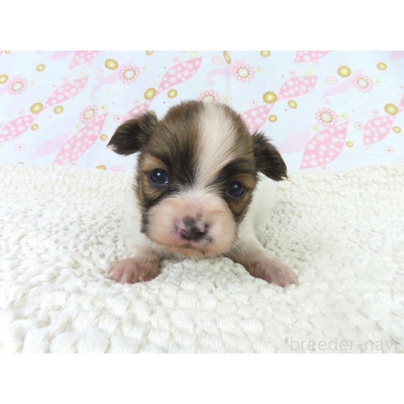 販売中の千葉県のパピヨン-436217の2枚目