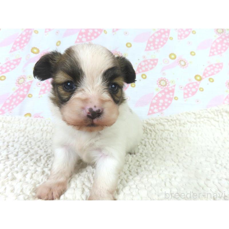 販売中の千葉県のパピヨン-436218の2枚目