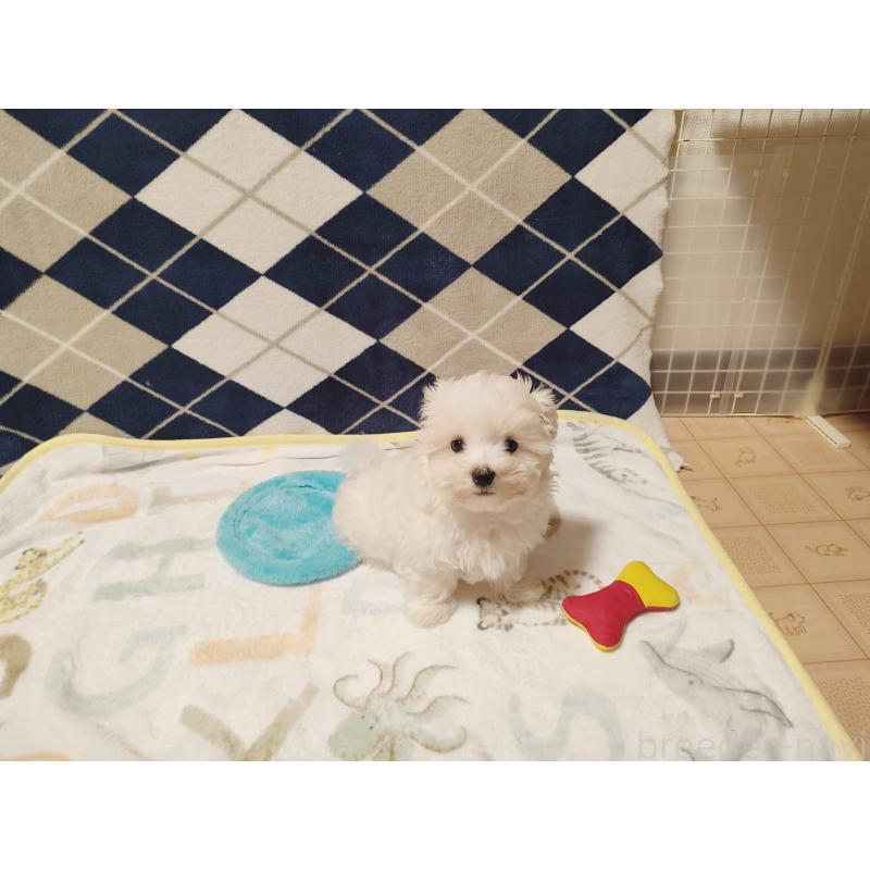 販売中の岡山県のマルチーズ-428294の3枚目