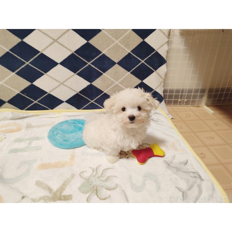 販売中の岡山県のマルチーズ-428294の2枚目