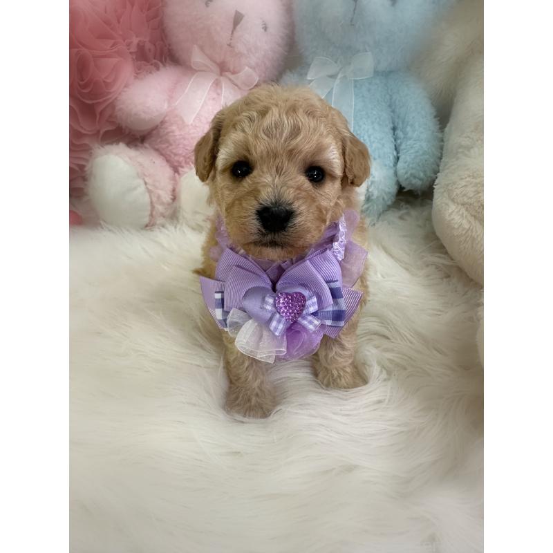 販売中の香川県のビションプー:ビションフリーゼ×トイプードル-436219の5枚目