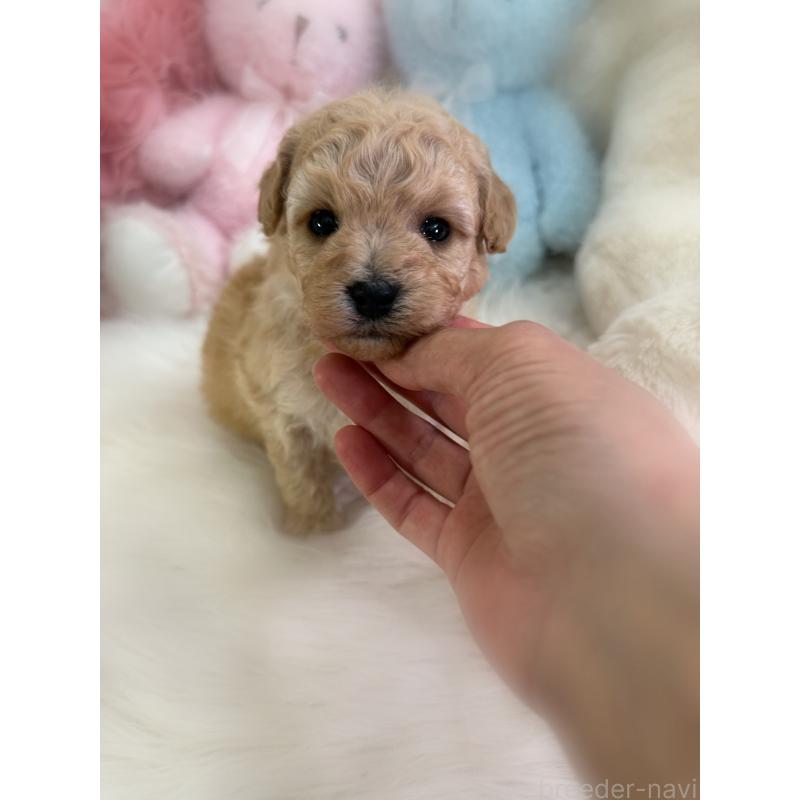 販売中の香川県のビションプー:ビションフリーゼ×トイプードル-436219の4枚目