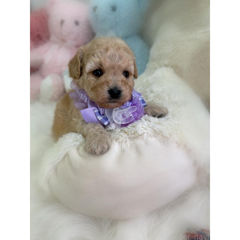 販売中の香川県のビションプー:ビションフリーゼ×トイプードル-436219の2枚目