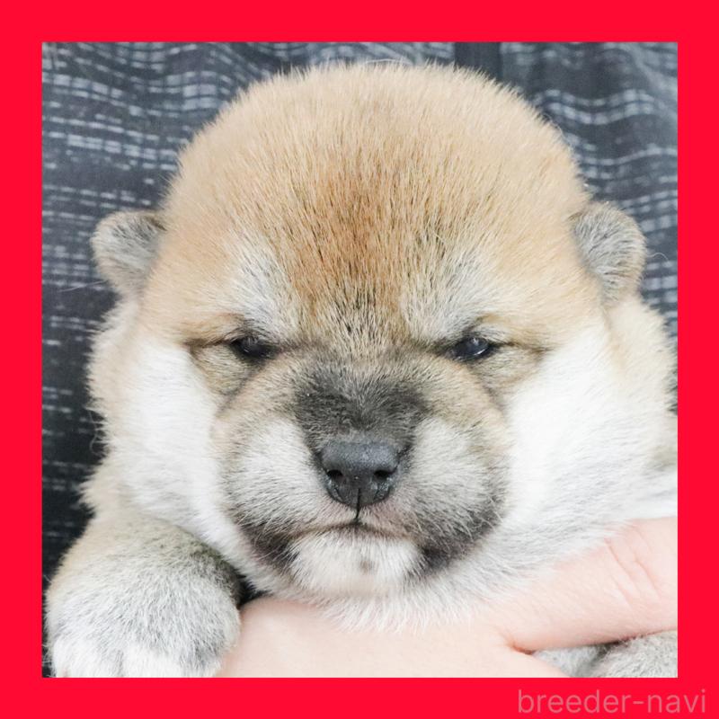 販売中の愛知県の柴犬-436220の1枚目