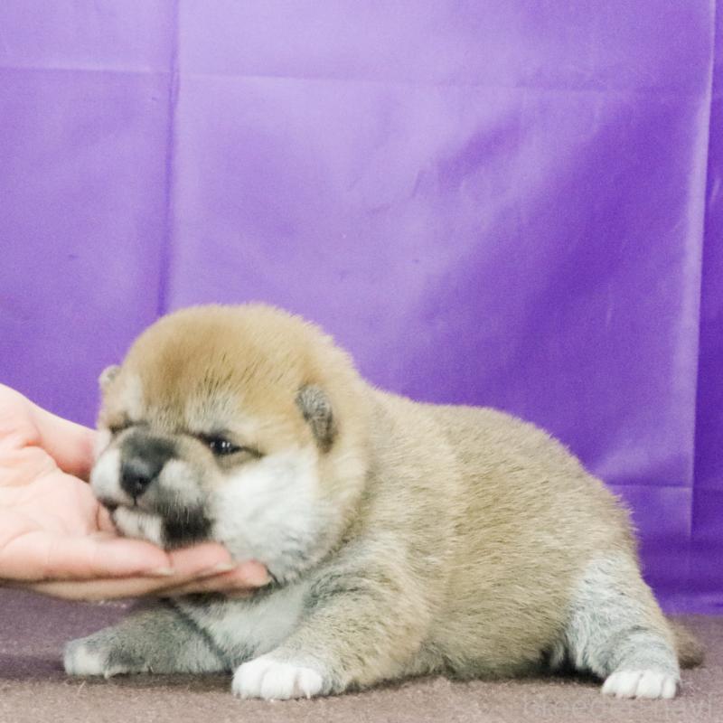 販売中の愛知県の柴犬-436220の3枚目