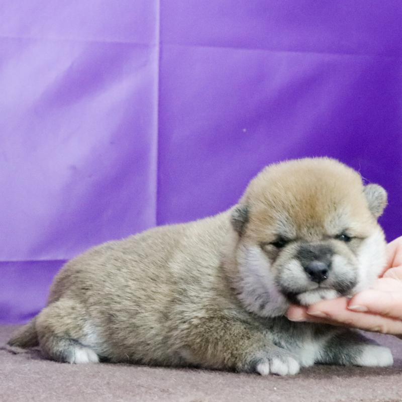 販売中の愛知県の柴犬-436220の2枚目