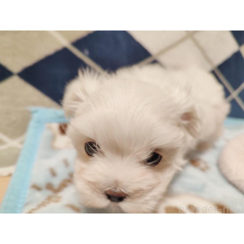 販売中の岡山県のマルチーズ-435827の4枚目