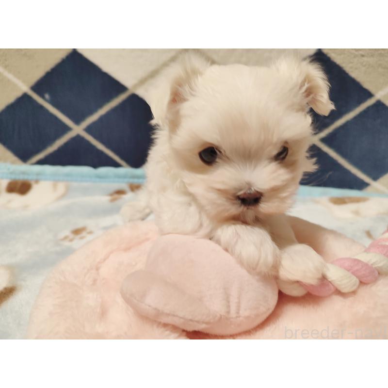 販売中の岡山県のマルチーズ-435827の2枚目