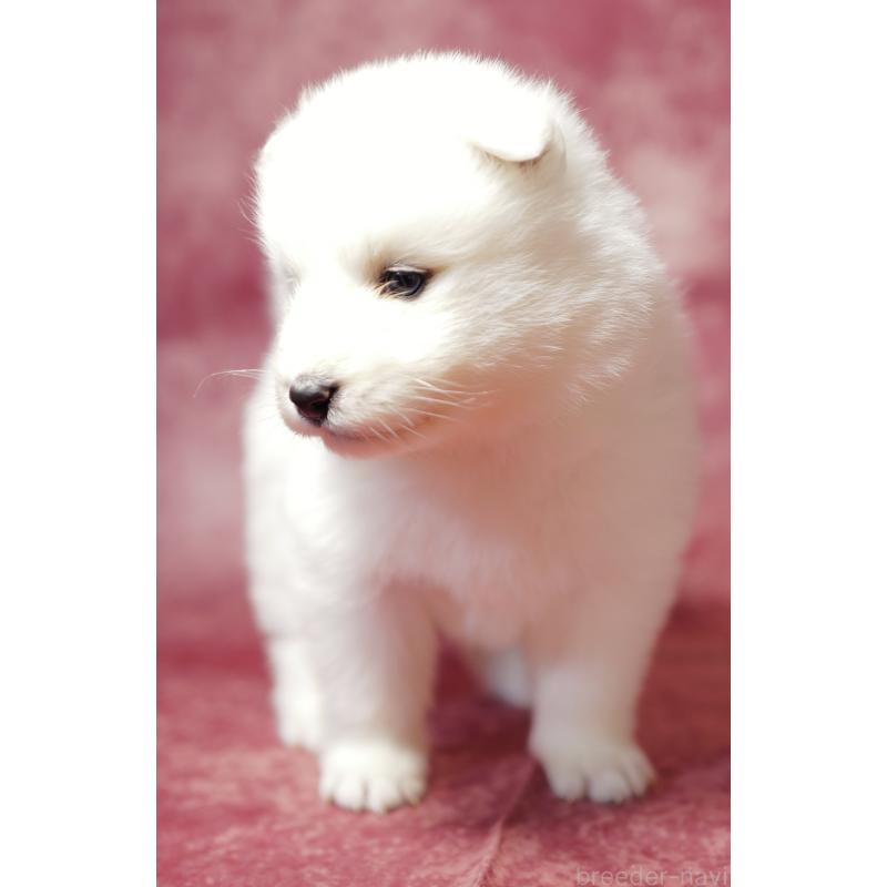 商談中の埼玉県のサモエド-433271の7枚目