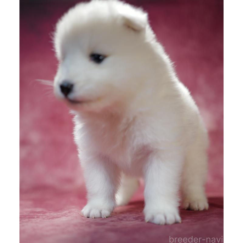 商談中の埼玉県のサモエド-433271の5枚目