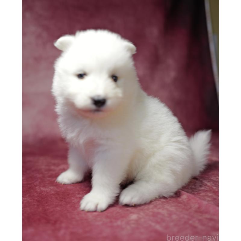 商談中の埼玉県のサモエド-433271の4枚目