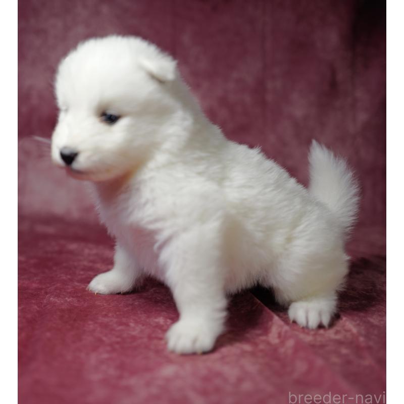 商談中の埼玉県のサモエド-433271の2枚目