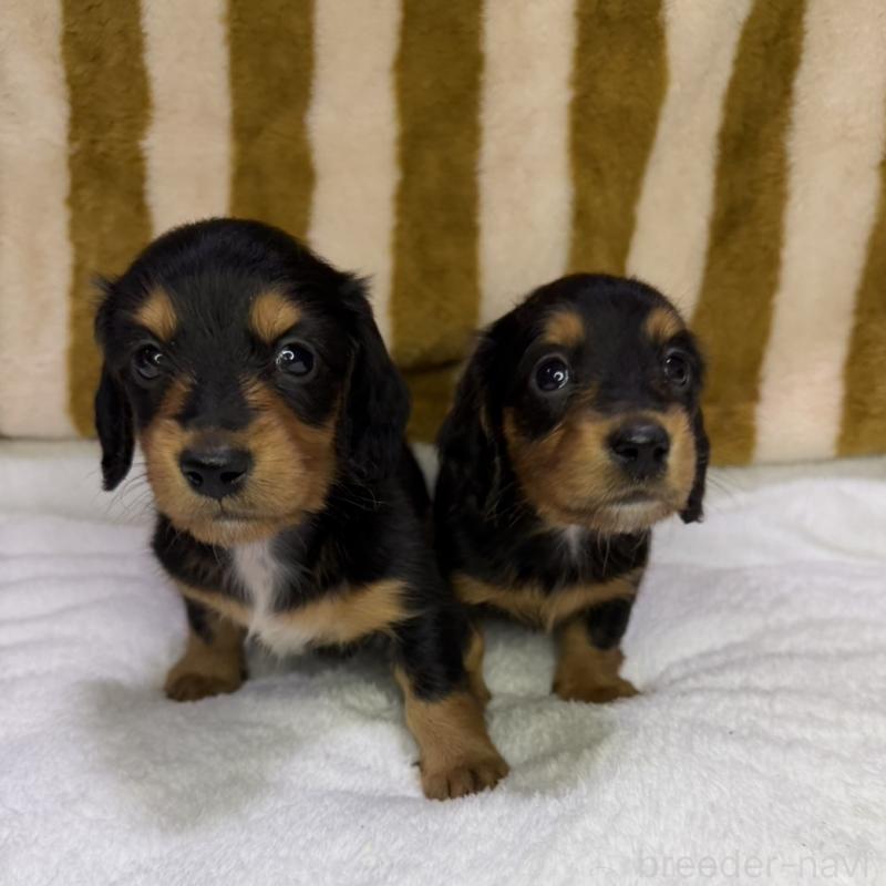 販売中の岩手県のミニチュアダックスフンド(ロングヘアード)-433882