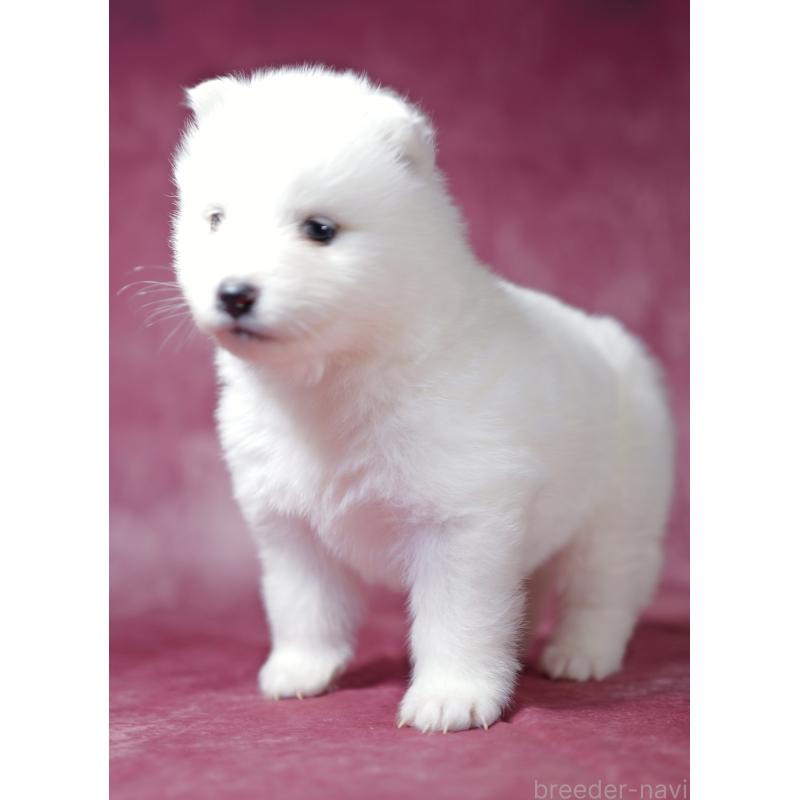 商談中の埼玉県のサモエド-433272の7枚目