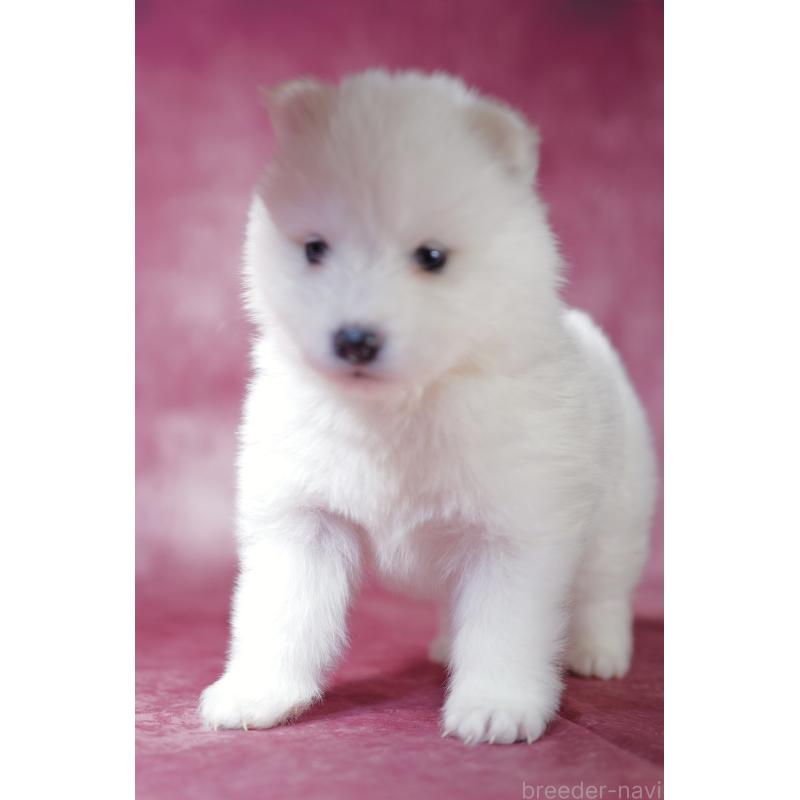 商談中の埼玉県のサモエド-433272の6枚目