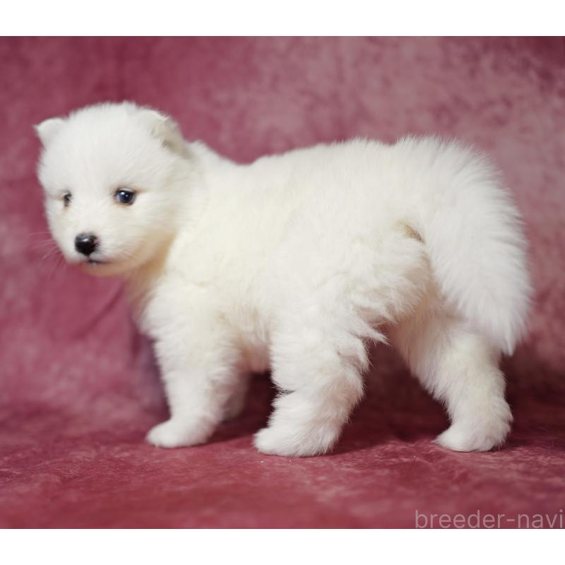 商談中の埼玉県のサモエド-433272の5枚目