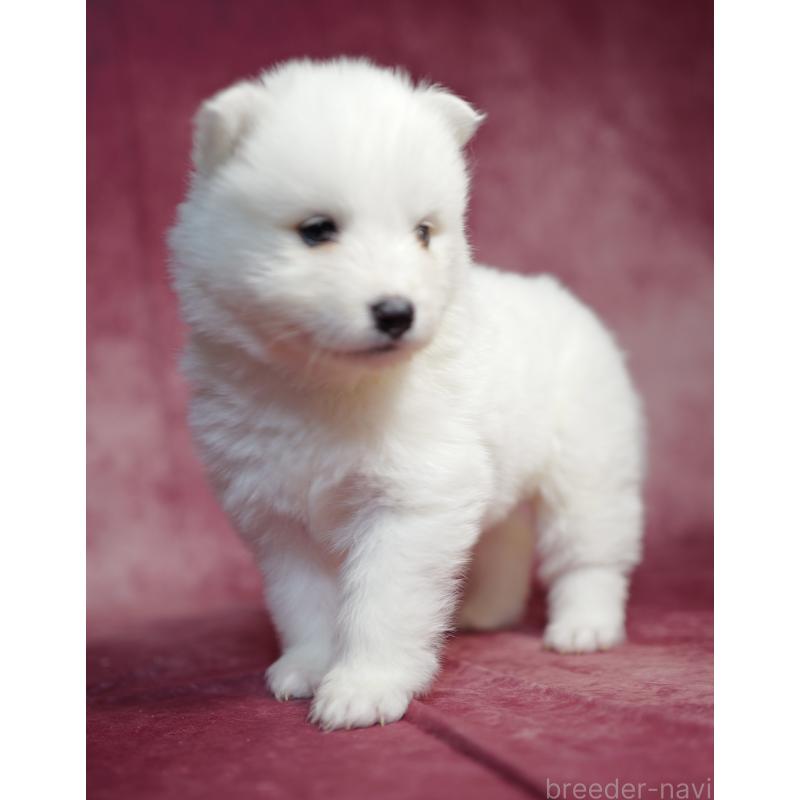 商談中の埼玉県のサモエド-433272の3枚目