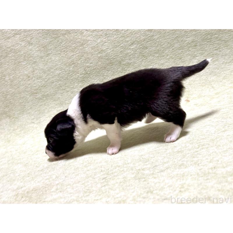 販売中の大阪府のボーダーコリー-436221の3枚目