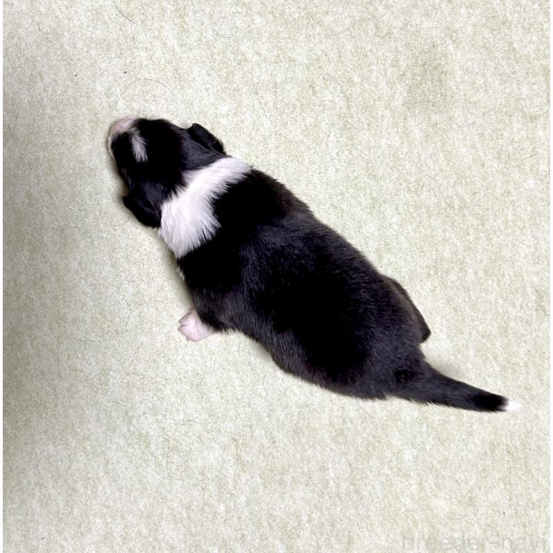 販売中の大阪府のボーダーコリー-436221の2枚目