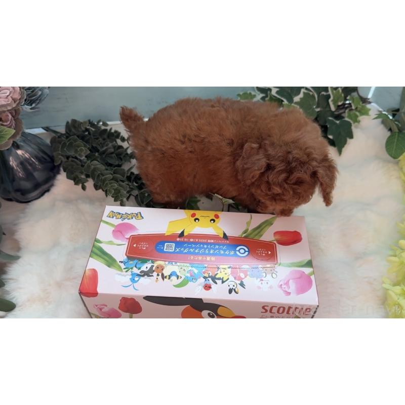 販売中の埼玉県のティーカッププードル-436222の10枚目