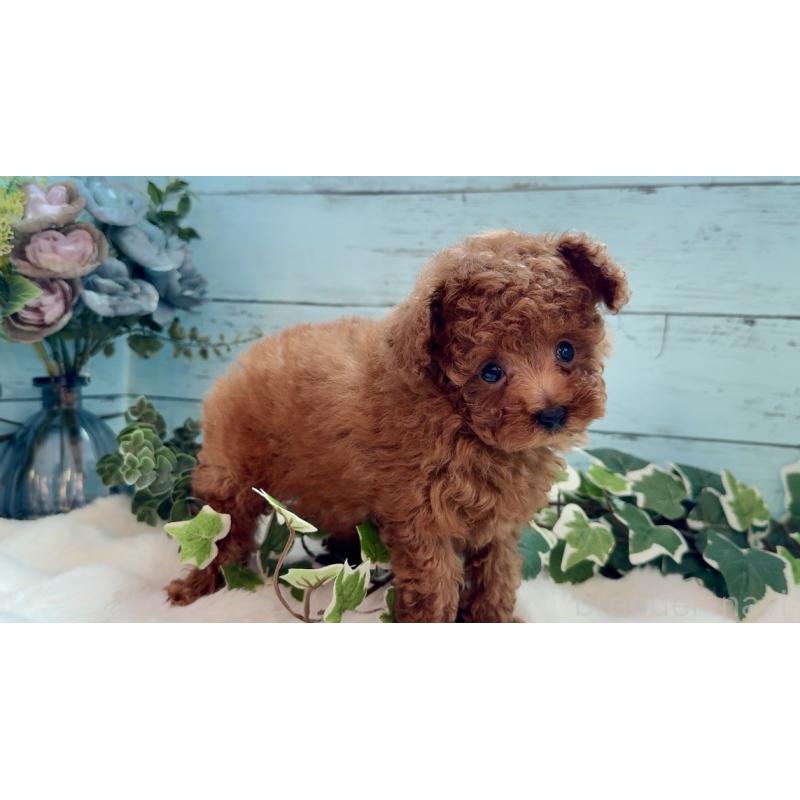 販売中の埼玉県のティーカッププードル-436222の8枚目